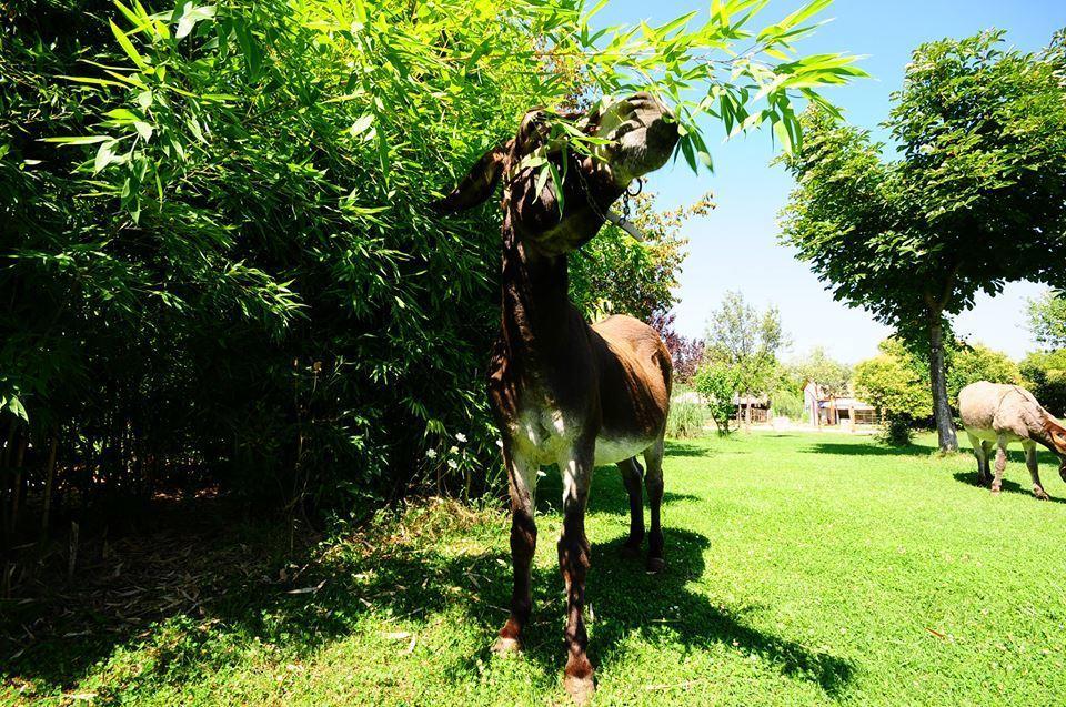 فيلا Locanda Dell'Asino D'Oro سولمونا المظهر الخارجي الصورة