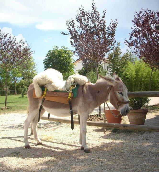 فيلا Locanda Dell'Asino D'Oro سولمونا المظهر الخارجي الصورة